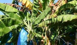 大香蕉国产片,国产影视的激情演绎与时代印记